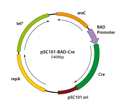 pSC101-BAD-Cre 