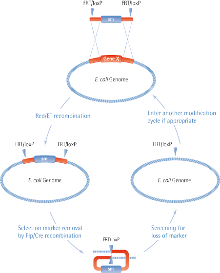 Multiple Cycles of Modification