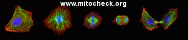 MitoCheck